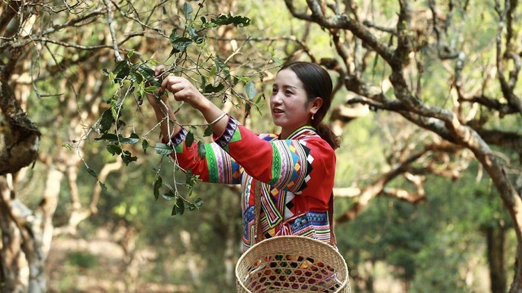 茶马古道新旅人 长城皮卡探访“古茶之王”