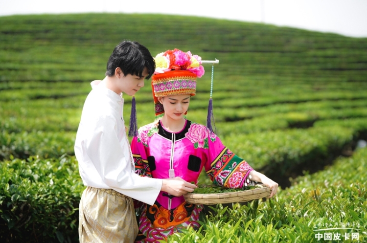 探秘茶王之旅 长城炮与茶产业融合打造共创基地