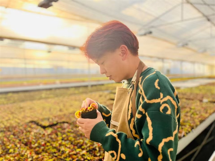 踏崎岖助力千行万业，江铃大道山地版解锁昆明鲜花“美丽经济”的“运输密码”